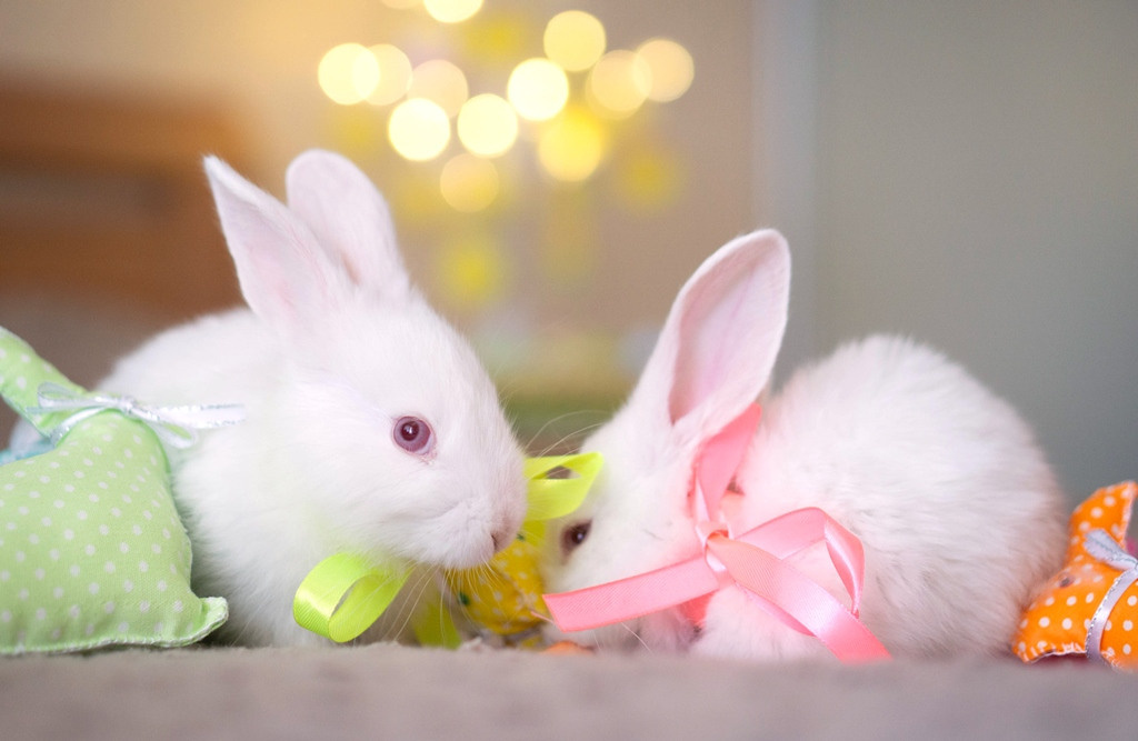 Пасхальные кролики. Семейный и детский фотограф в Хабаровске Анна Гриневич