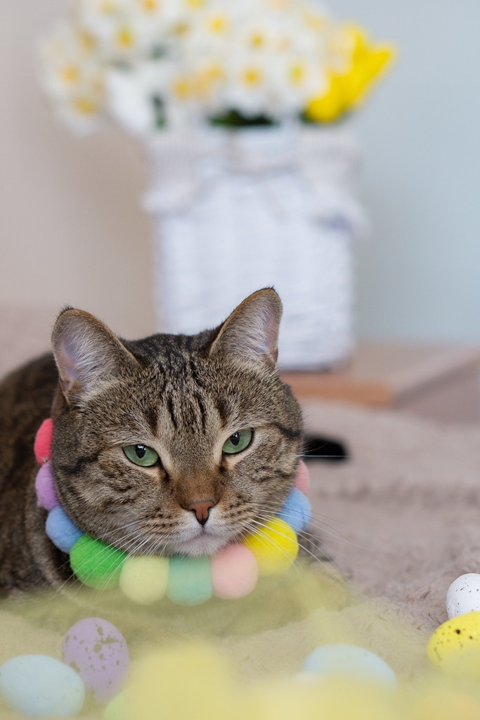 Пасхальные кролики. Семейный и детский фотограф в Хабаровске Анна Гриневич