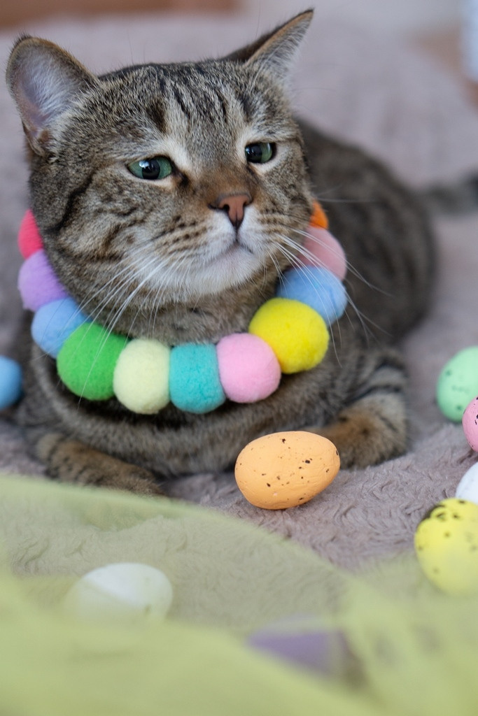 Пасхальные кролики. Семейный и детский фотограф в Хабаровске Анна Гриневич