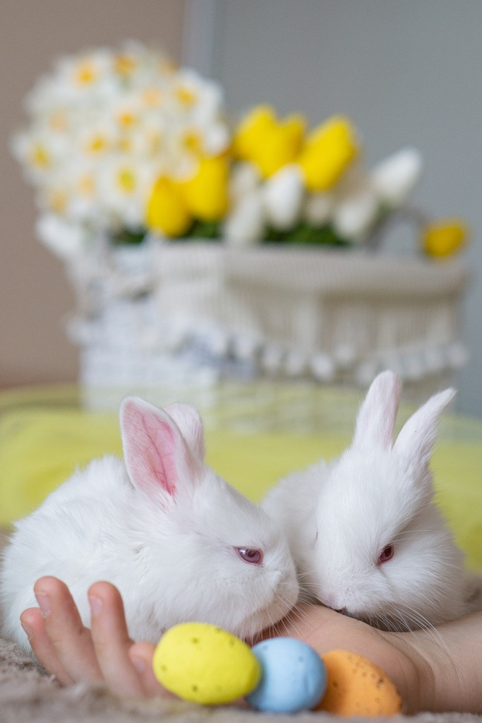Пасхальные кролики. Семейный и детский фотограф в Хабаровске Анна Гриневич