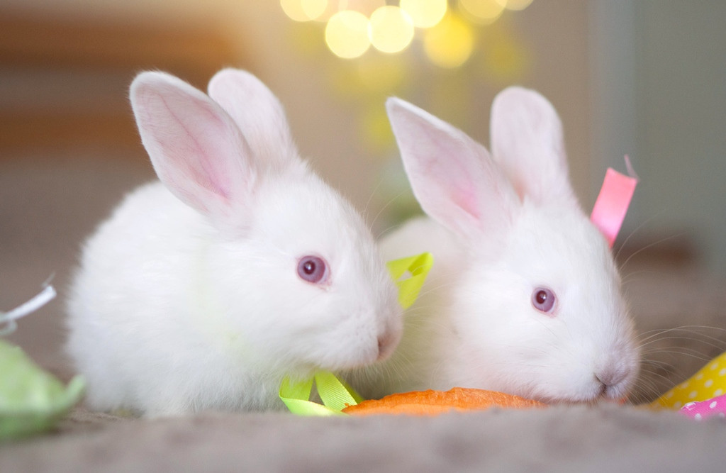 Пасхальные кролики. Семейный и детский фотограф в Хабаровске Анна Гриневич