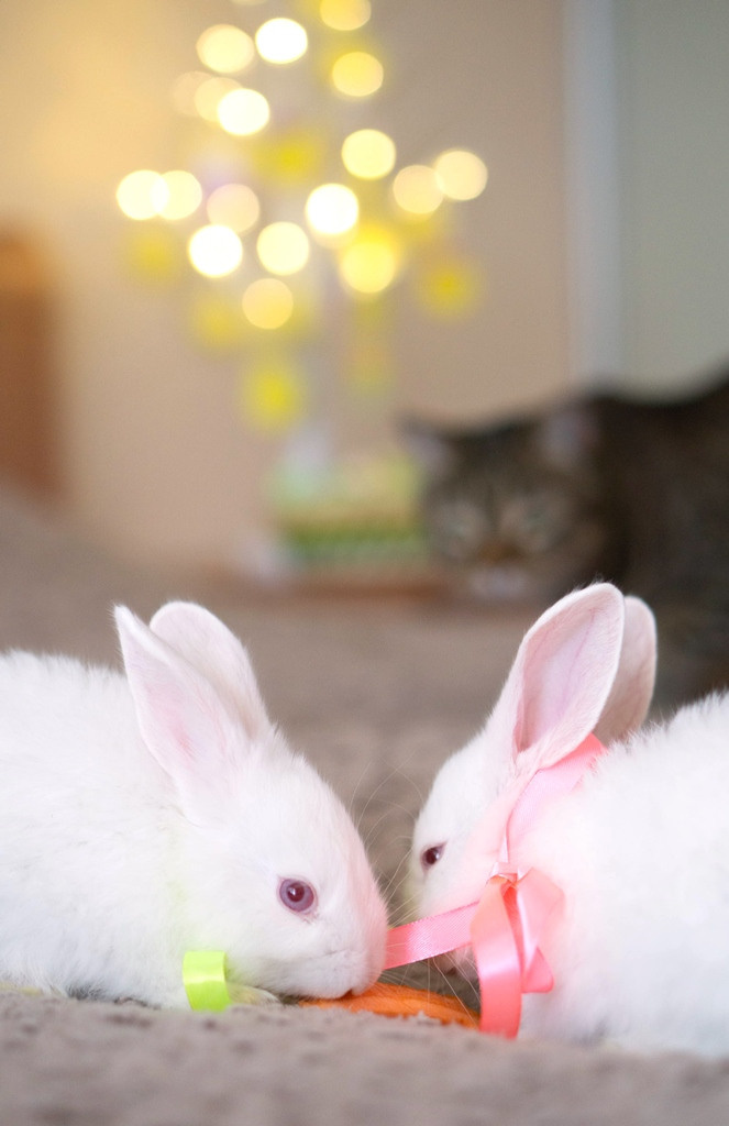 Пасхальные кролики. Семейный и детский фотограф в Хабаровске Анна Гриневич