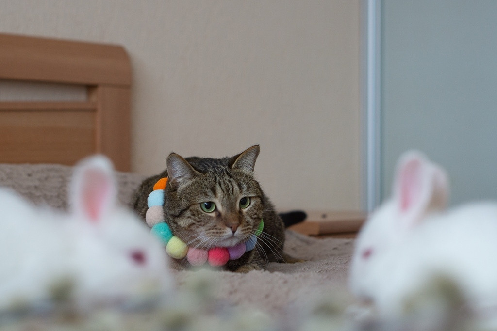 Пасхальные кролики. Семейный и детский фотограф в Хабаровске Анна Гриневич