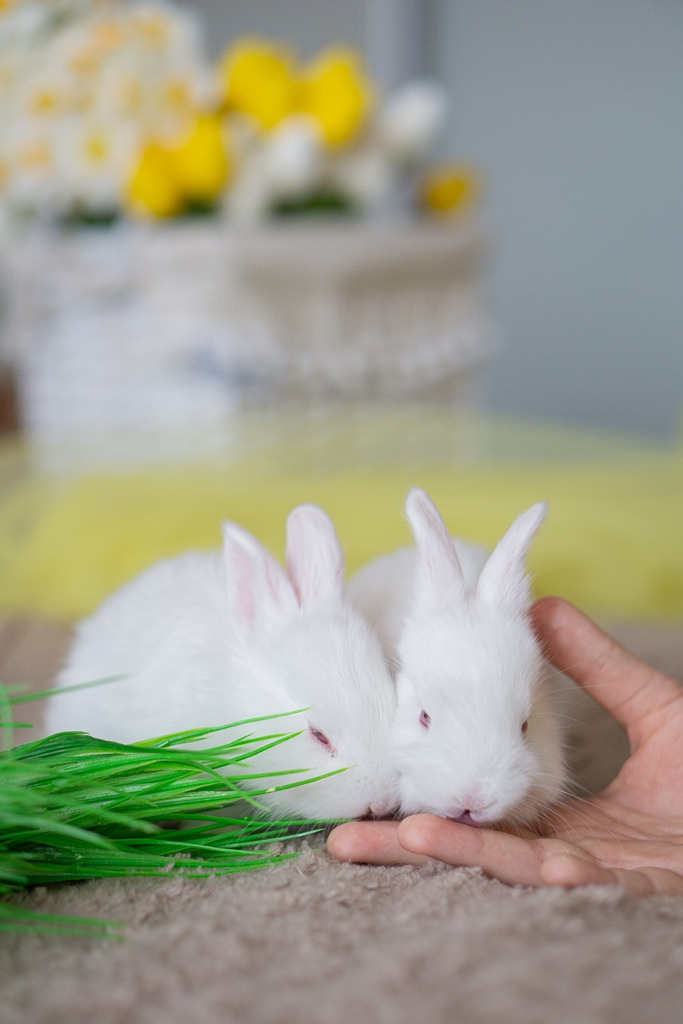 Пасхальные кролики. Семейный и детский фотограф в Хабаровске Анна Гриневич