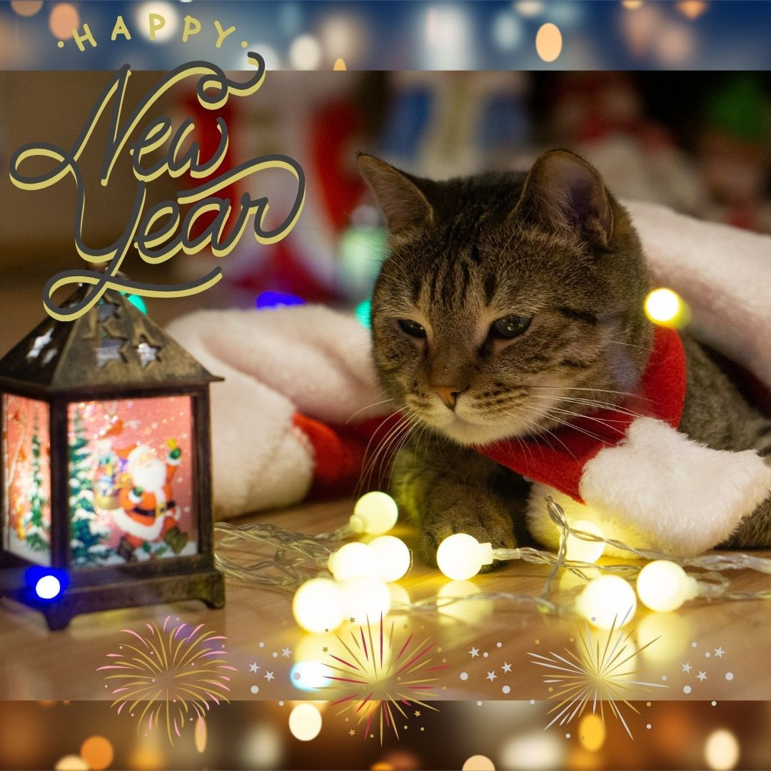 Happy New Year!. Семейный и детский фотограф в Хабаровске Анна Гриневич