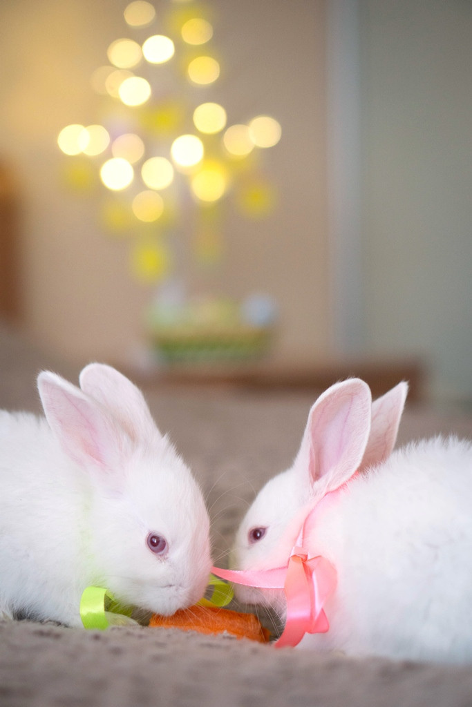 Пасхальные кролики. Семейный и детский фотограф в Хабаровске Анна Гриневич