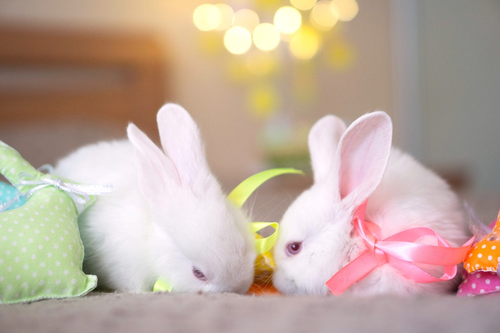 Пасхальные кролики. Семейный и детский фотограф в Хабаровске Анна Гриневич