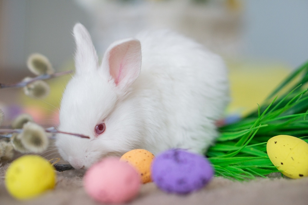 Пасхальные кролики. Семейный и детский фотограф в Хабаровске Анна Гриневич