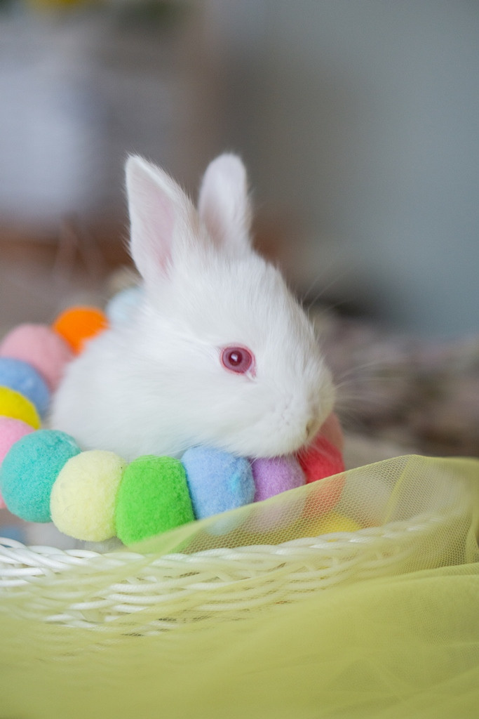 Пасхальные кролики. Семейный и детский фотограф в Хабаровске Анна Гриневич