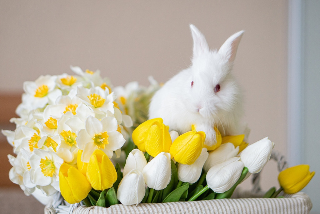 Пасхальные кролики. Семейный и детский фотограф в Хабаровске Анна Гриневич
