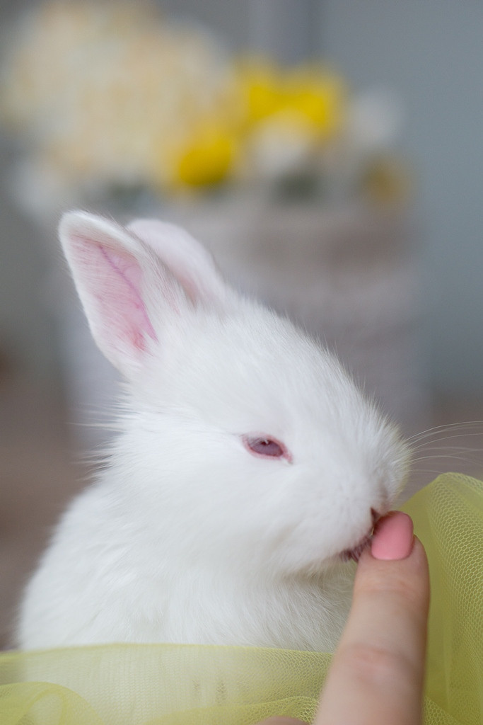 Пасхальные кролики. Семейный и детский фотограф в Хабаровске Анна Гриневич