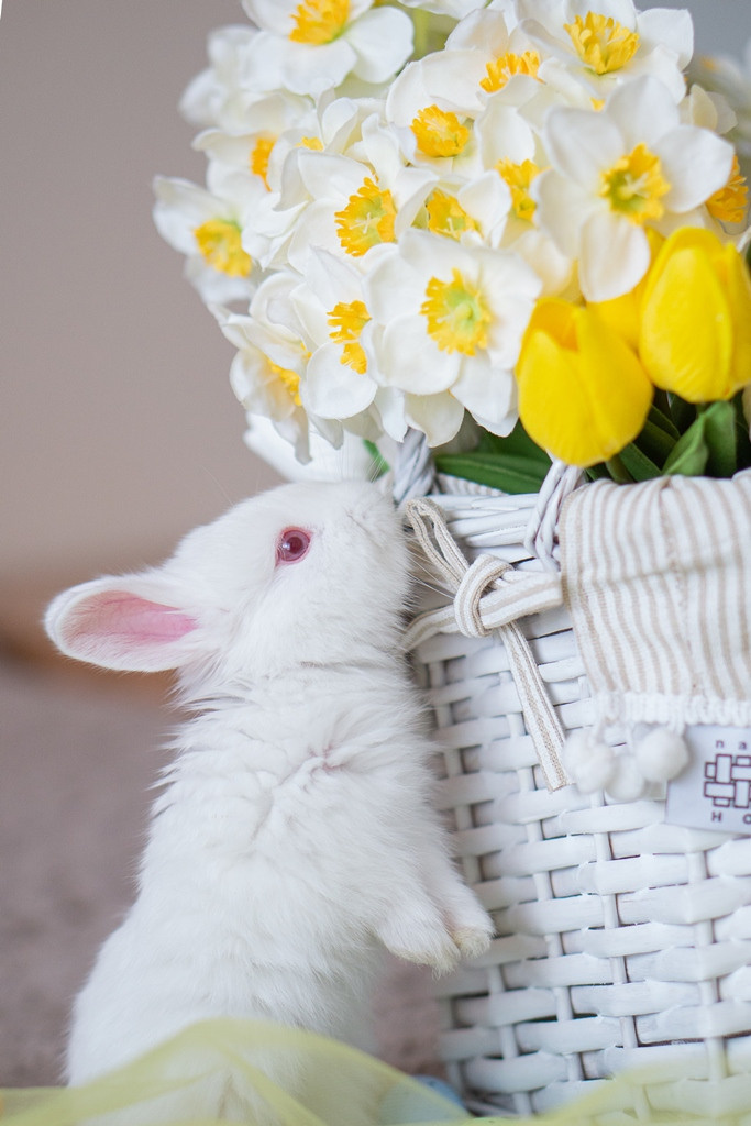 Пасхальные кролики. Семейный и детский фотограф в Хабаровске Анна Гриневич