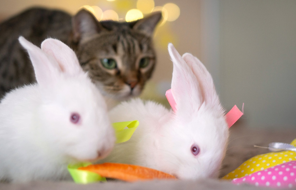 Пасхальные кролики. Семейный и детский фотограф в Хабаровске Анна Гриневич