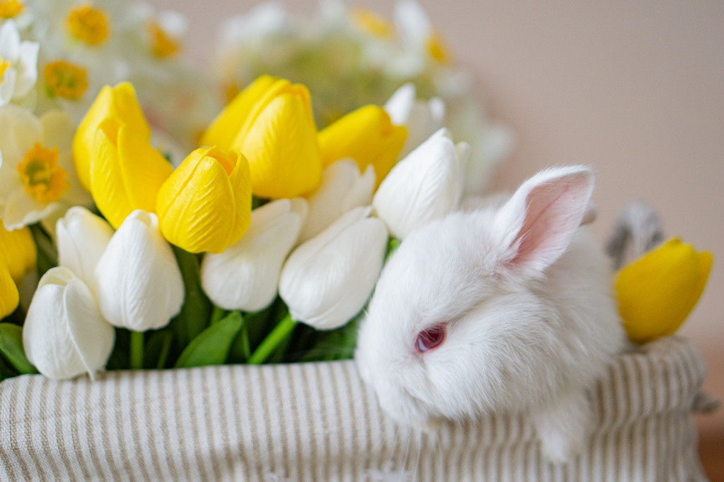 Пасхальные кролики. Семейный и детский фотограф в Хабаровске Анна Гриневич
