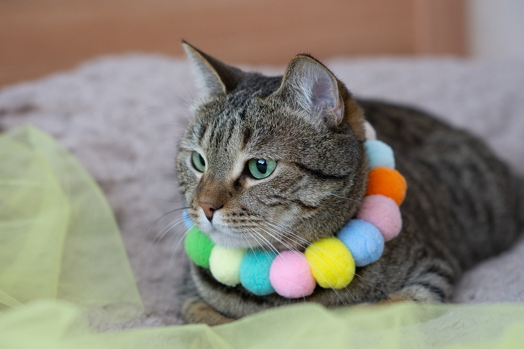 Пасхальные кролики. Семейный и детский фотограф в Хабаровске Анна Гриневич