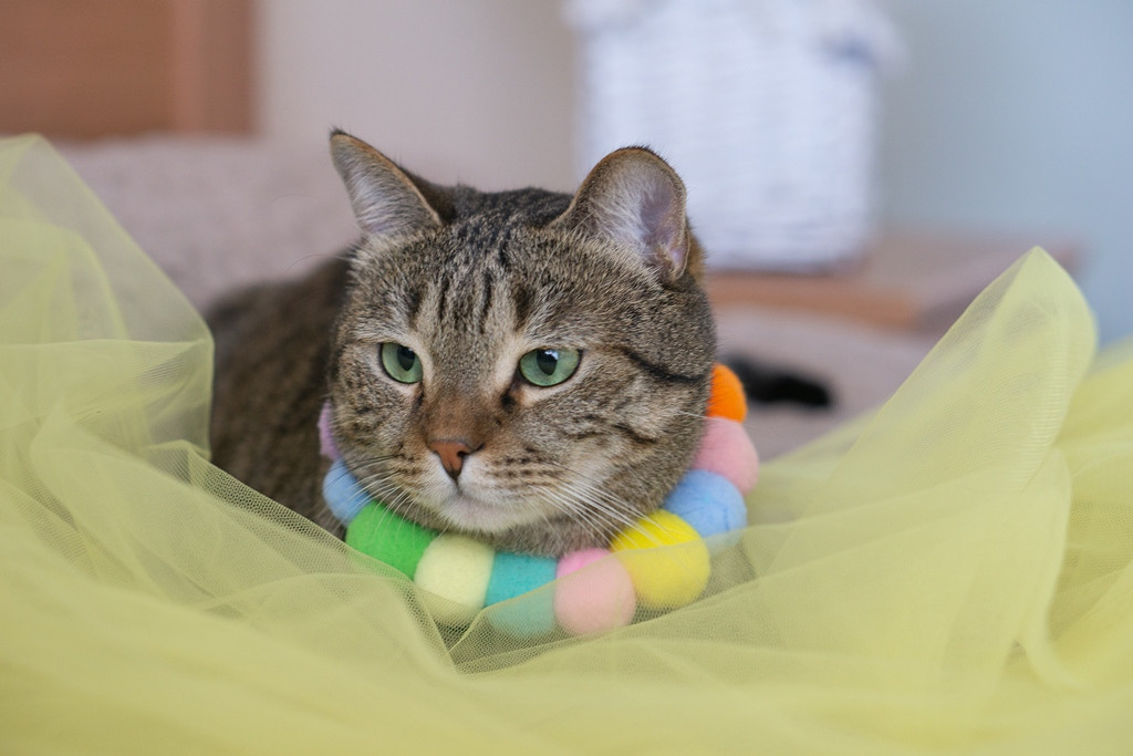 Пасхальные кролики. Семейный и детский фотограф в Хабаровске Анна Гриневич