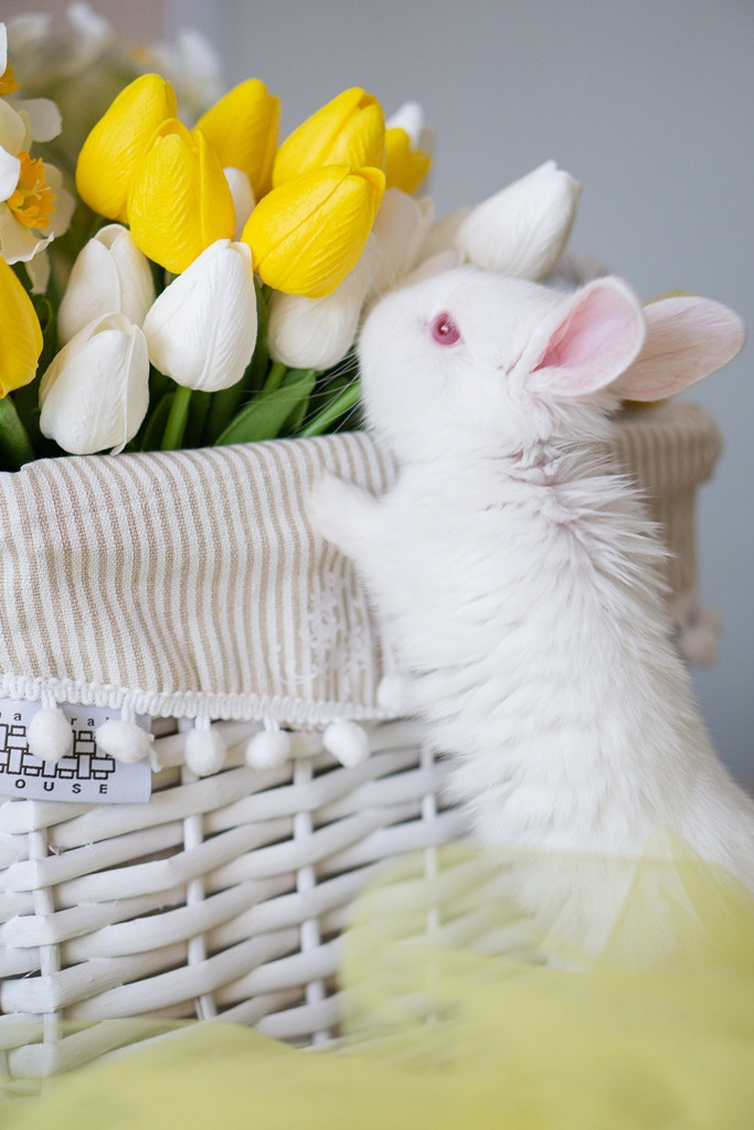 Пасхальные кролики. Семейный и детский фотограф в Хабаровске Анна Гриневич