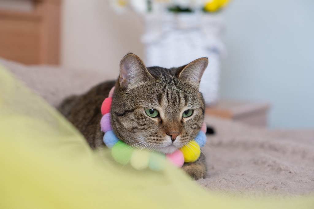 Пасхальные кролики. Семейный и детский фотограф в Хабаровске Анна Гриневич