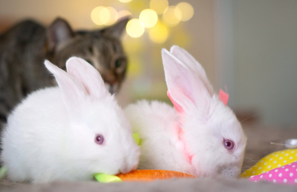 Пасхальные кролики. Семейный и детский фотограф в Хабаровске Анна Гриневич