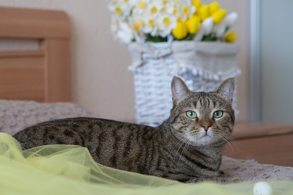 Пасхальные кролики. Семейный и детский фотограф в Хабаровске Анна Гриневич