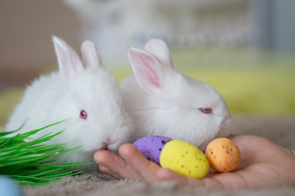 Пасхальные кролики. Семейный и детский фотограф в Хабаровске Анна Гриневич