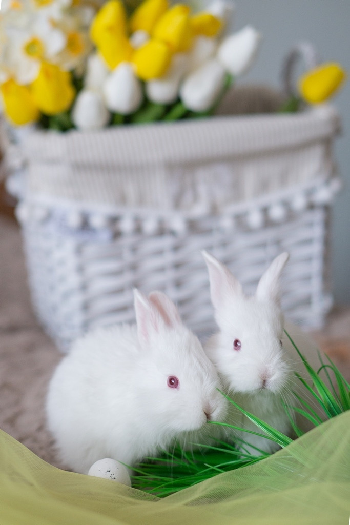 Пасхальные кролики. Семейный и детский фотограф в Хабаровске Анна Гриневич