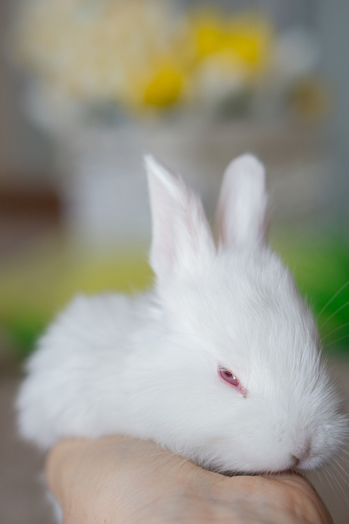 Пасхальные кролики. Семейный и детский фотограф в Хабаровске Анна Гриневич