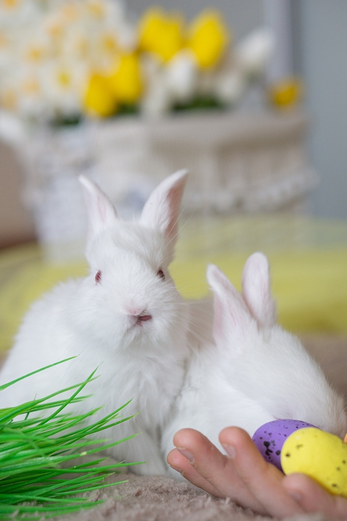 Пасхальные кролики. Семейный и детский фотограф в Хабаровске Анна Гриневич