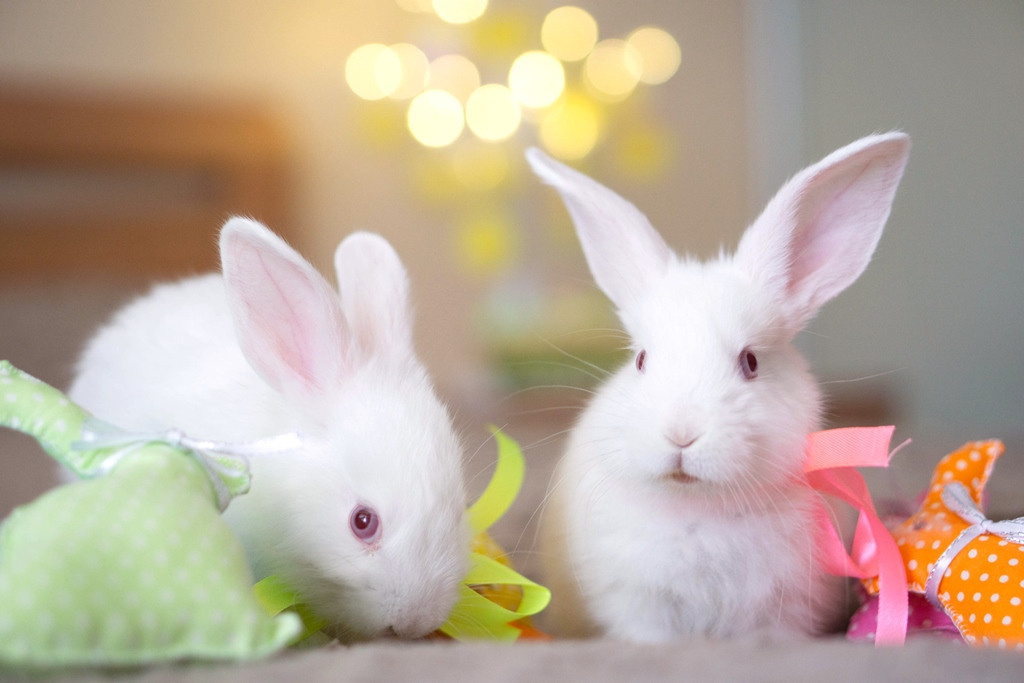 Пасхальные кролики. Семейный и детский фотограф в Хабаровске Анна Гриневич