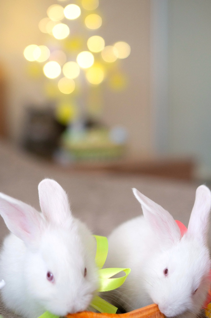 Пасхальные кролики. Семейный и детский фотограф в Хабаровске Анна Гриневич