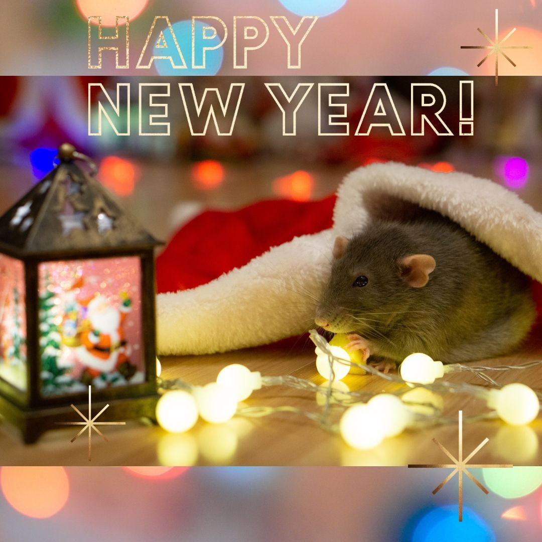 Happy New Year!. Семейный и детский фотограф в Хабаровске Анна Гриневич