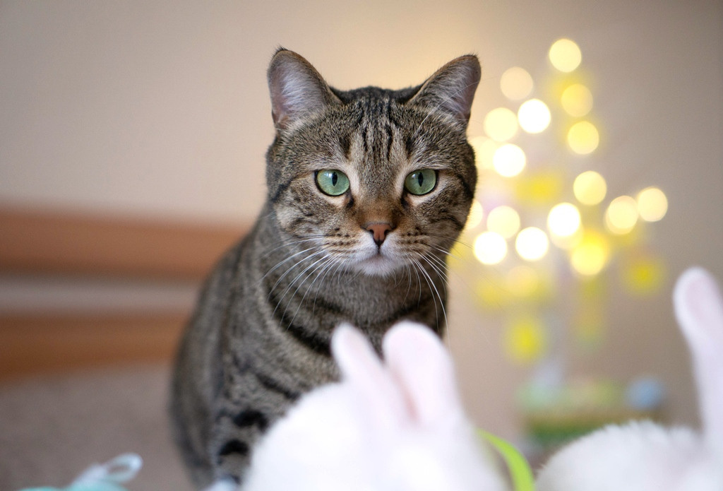 Пасхальные кролики. Семейный и детский фотограф в Хабаровске Анна Гриневич