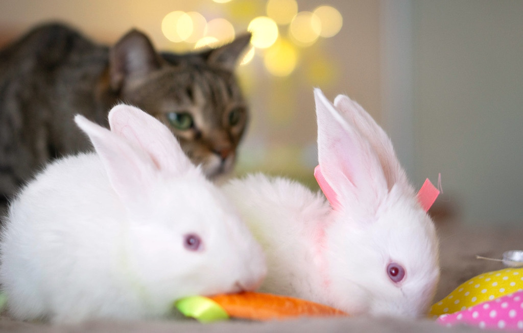 Пасхальные кролики. Семейный и детский фотограф в Хабаровске Анна Гриневич