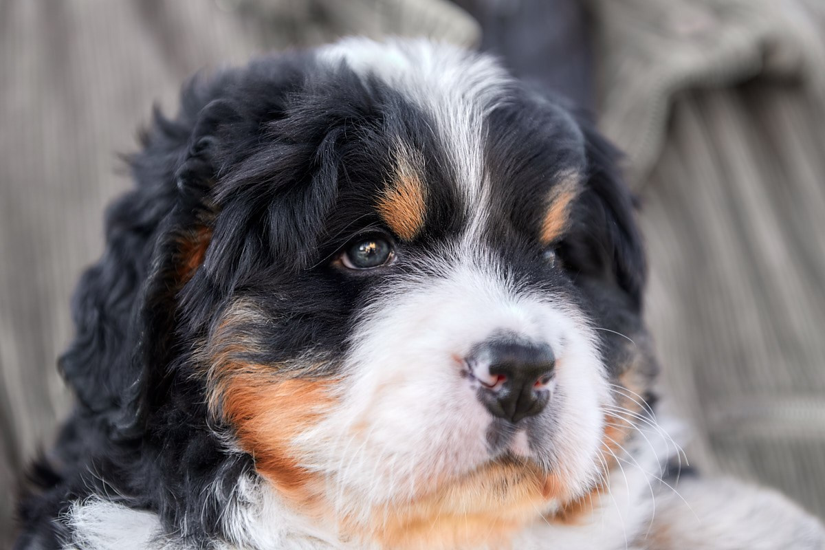 Фотосъемка животных