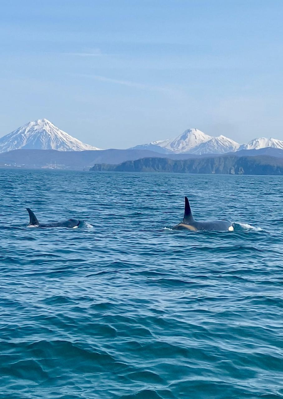 Морская прогулка к острову Старичков. Экскурсионные туры по Камчатке