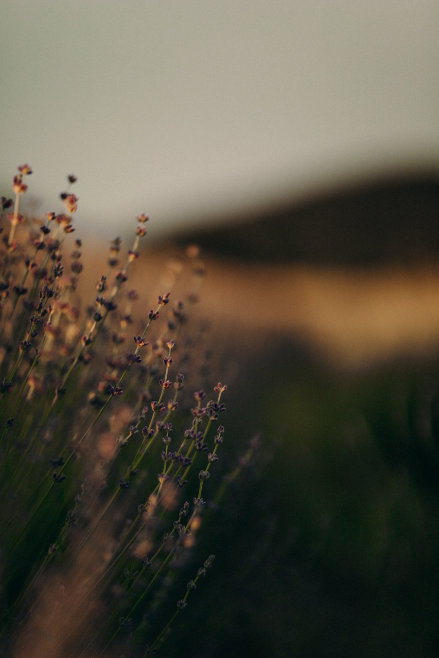Фотограф Измайлова Алина. Фотограф в Краснодаре и Краснодарском Крае