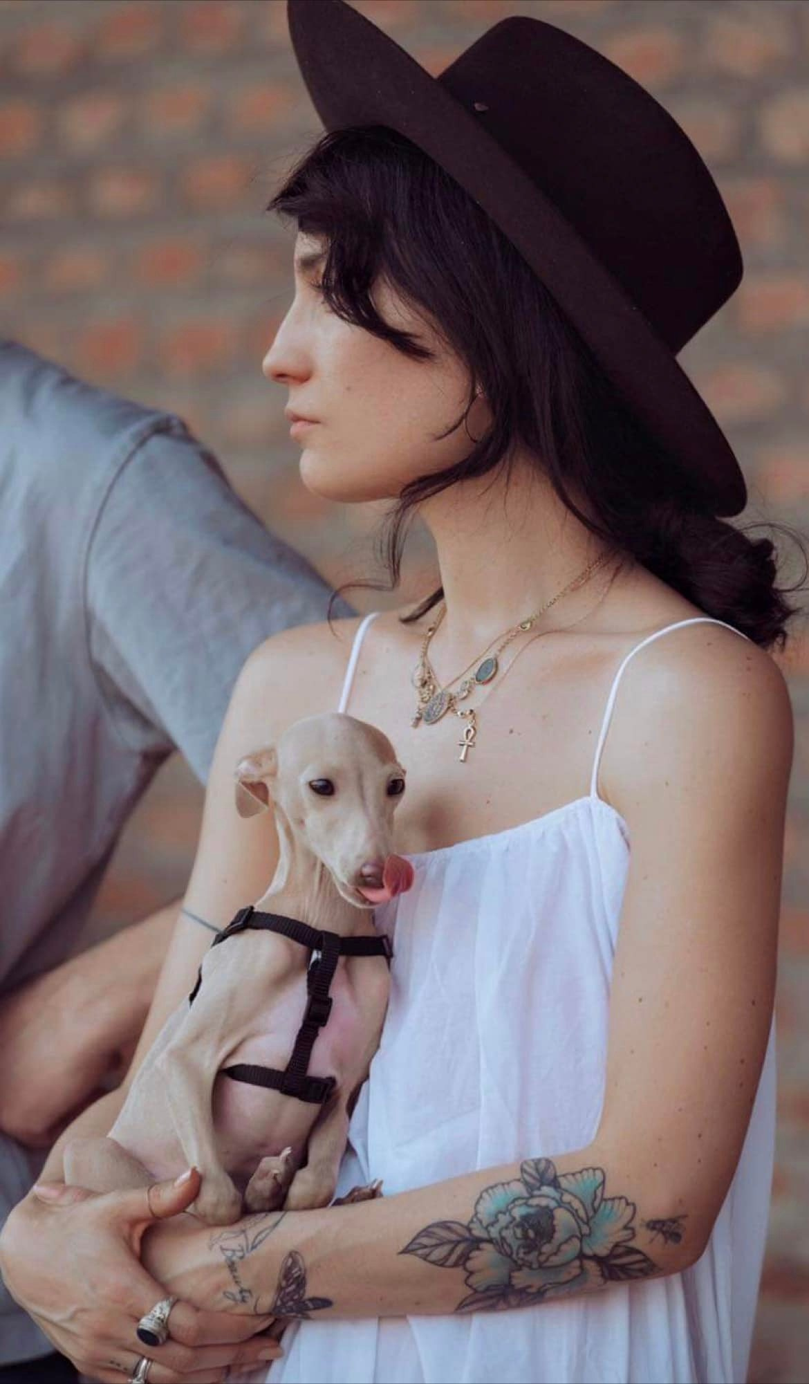 Профессиональный питомник левреток РКФ/FCI ASTI SAPPHIRE 💎 Сочи|Санкт-Петербург