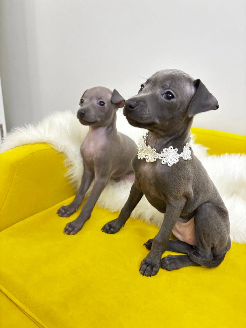 Голубые малыши. Профессиональный питомник левреток РКФ/FCI ASTI SAPPHIRE 💎 Сочи|Санкт-Петербург