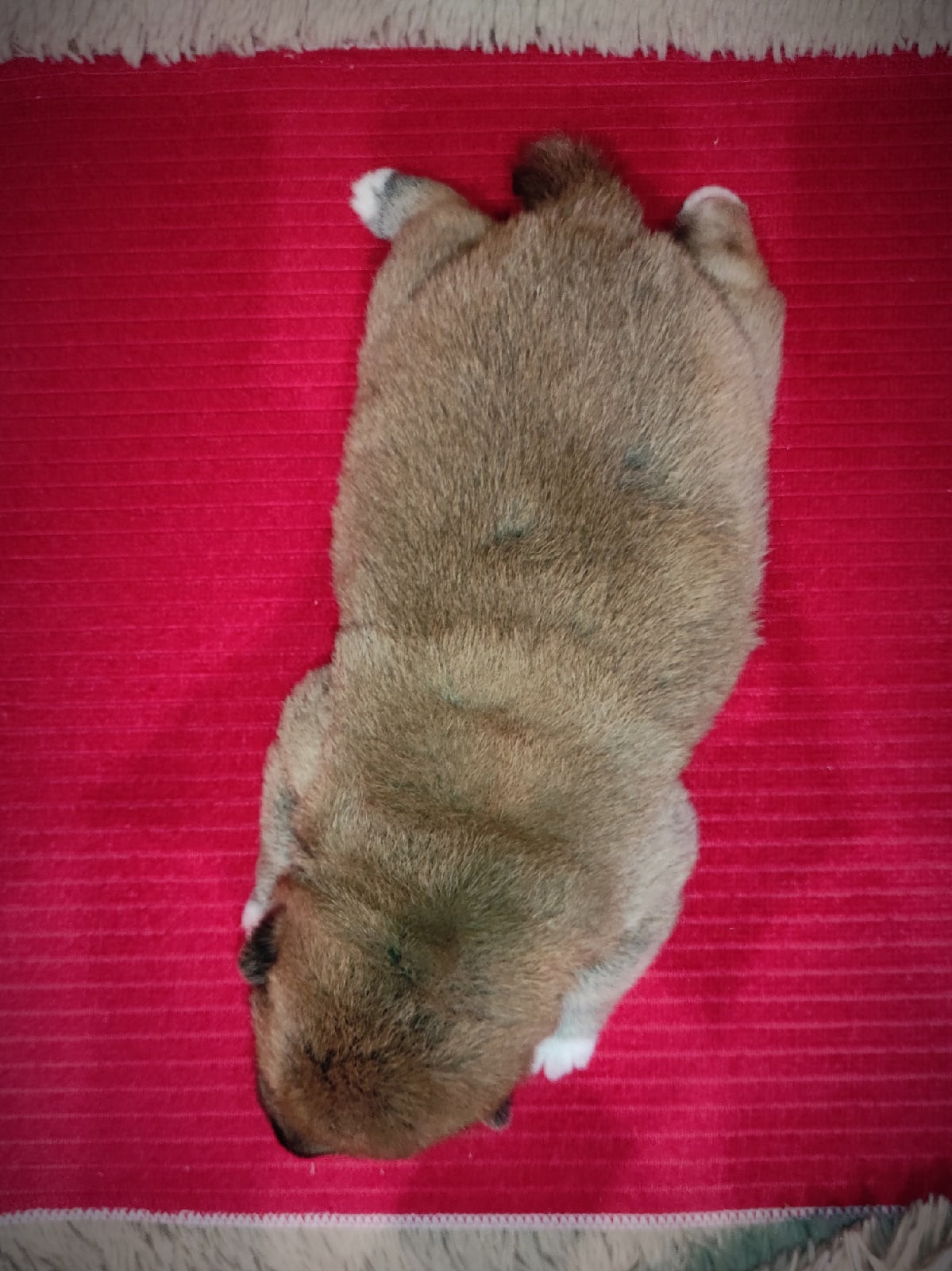 RUBYLIGHT IRON. AMERICAN AKITA RUBYLIGHT KENNEL I SHIBA-INU