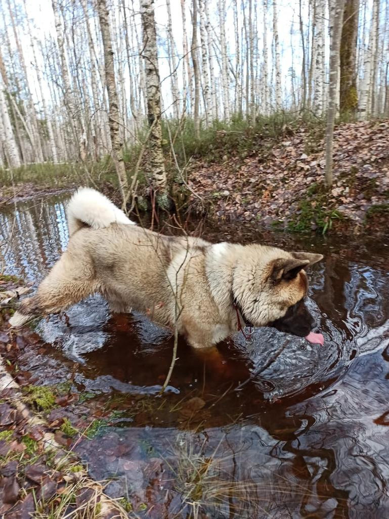 RUBYLIGHT BISHAMON * Тиль. AMERICAN AKITA RUBYLIGHT KENNEL I SHIBA-INU