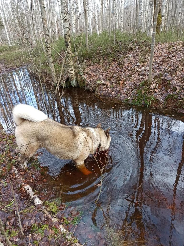 RUBYLIGHT BISHAMON * Тиль. AMERICAN AKITA RUBYLIGHT KENNEL I SHIBA-INU