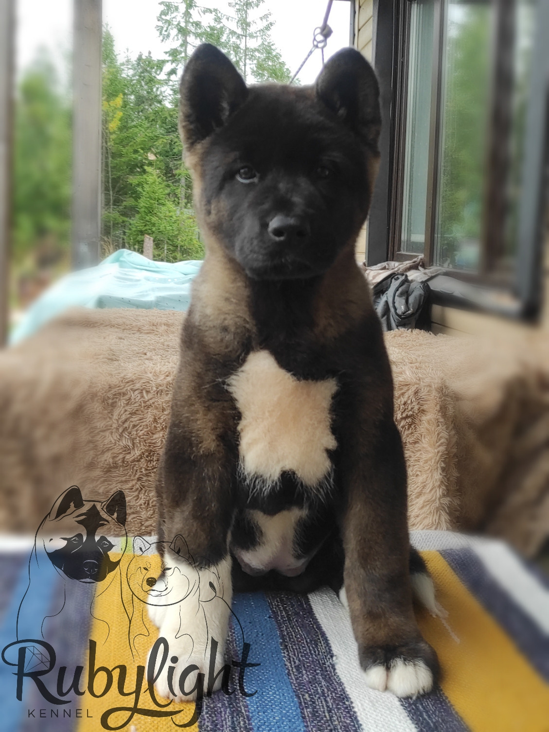 RUBYLIGHT Kitana. AMERICAN AKITA RUBYLIGHT KENNEL I SHIBA-INU