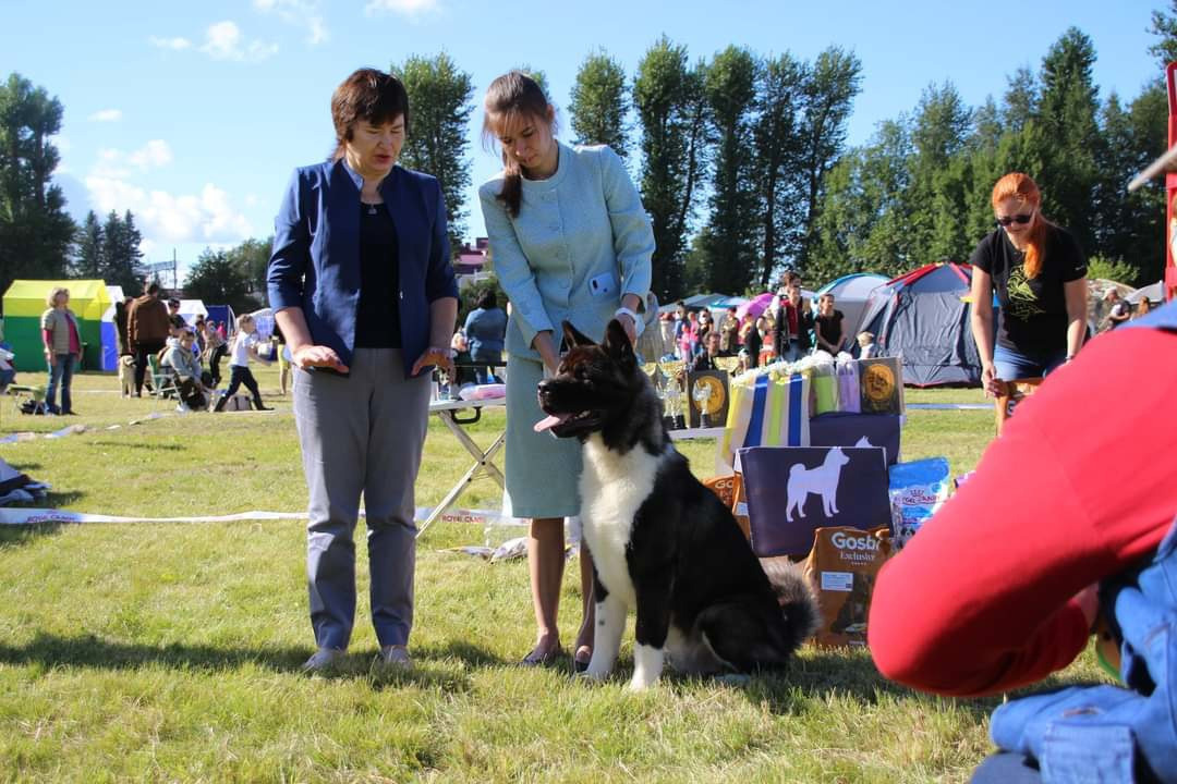 МЭР * Alter Real Merkurу  американская акита рубилайт rubylight акита вязка щенки