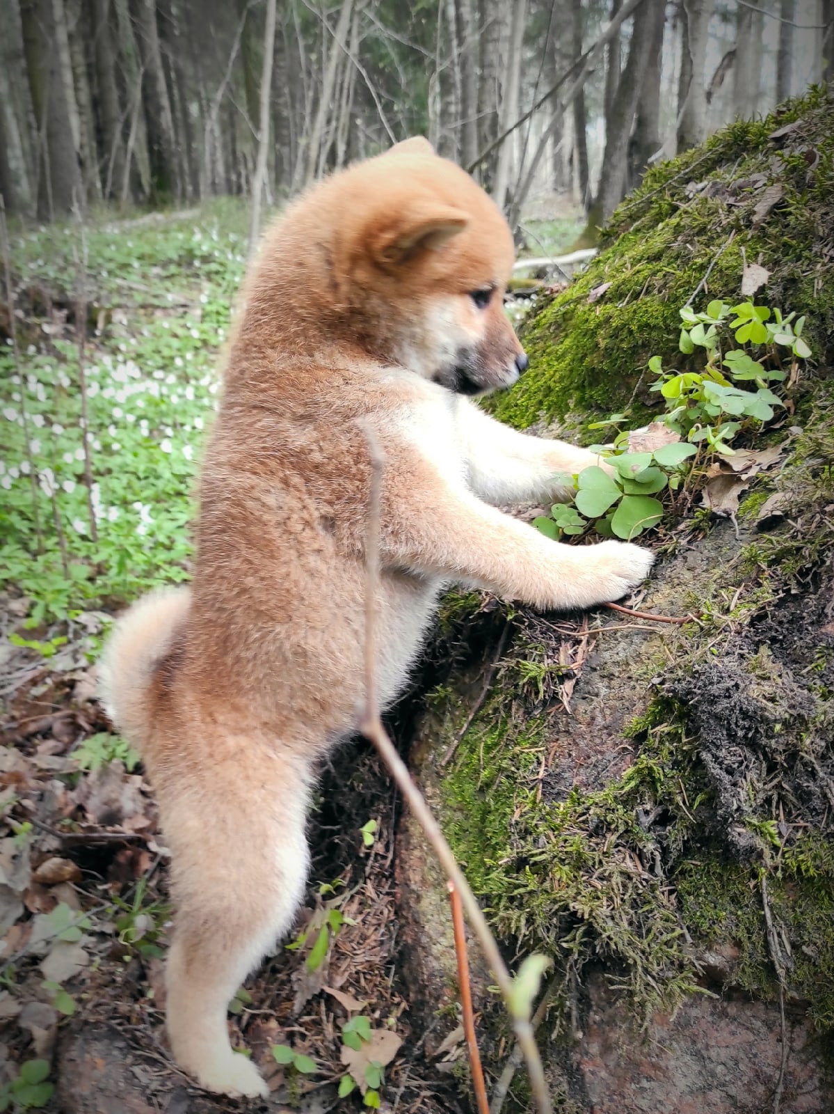 RUBYLIGHT Judy. AMERICAN AKITA RUBYLIGHT KENNEL I SHIBA-INU