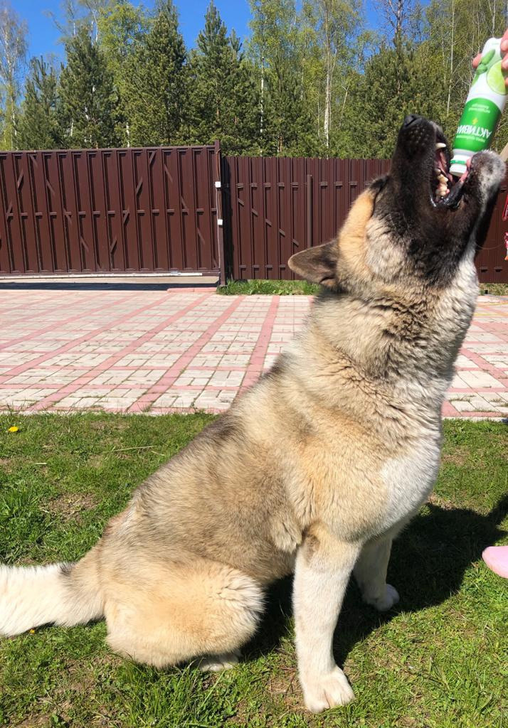 RUBYLIGHT BISHAMON * Тиль. AMERICAN AKITA RUBYLIGHT KENNEL I SHIBA-INU