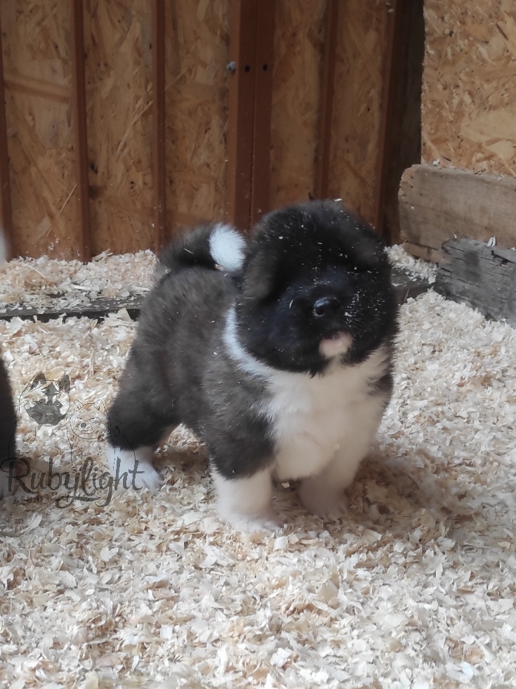 RUBYLIGHT Melissa, Дата рождения 03.10.2021Мама DANCING QUEEN Папа NATIVEBEAR LEGION MAN , щенки Американская Акита RUBYLIGHT питомник Санкт-Петербург