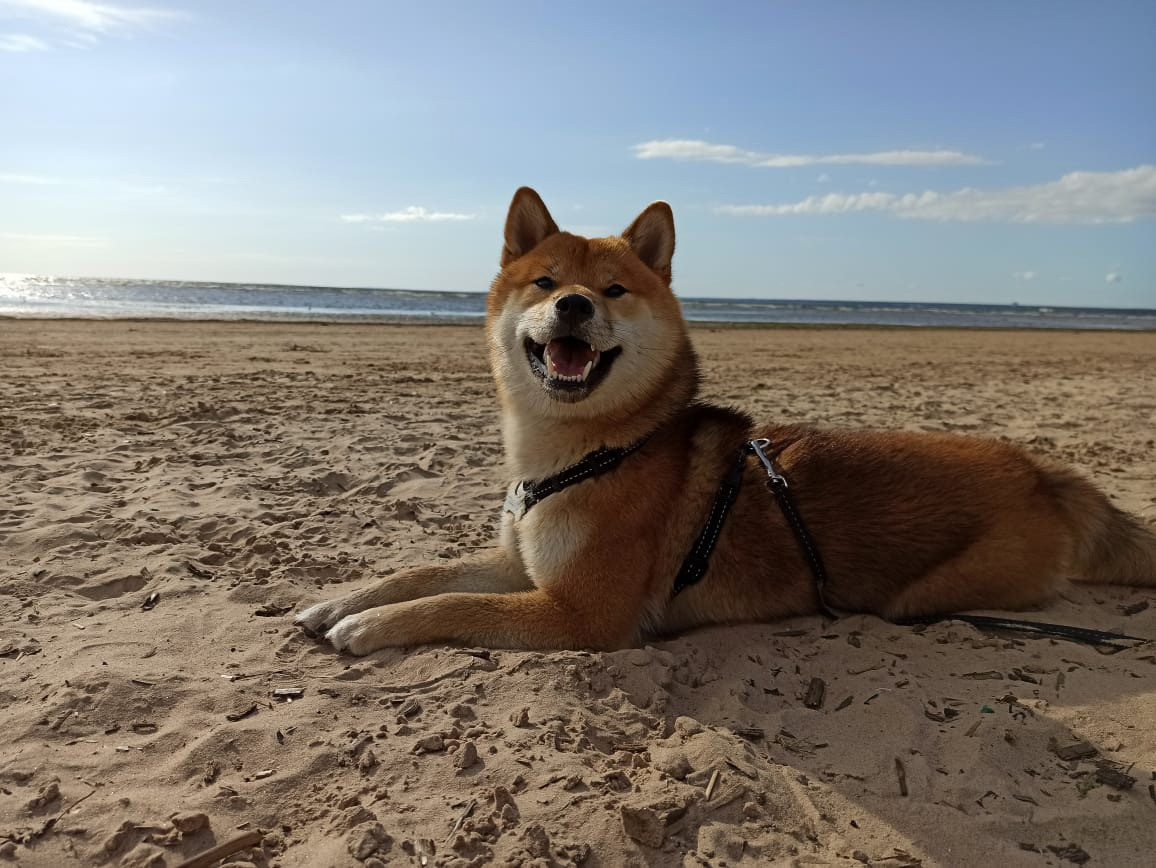 Сиба питомник RUBYLIGHT. Американская акита I Сиба ину I Питомник RUBYLIGHT