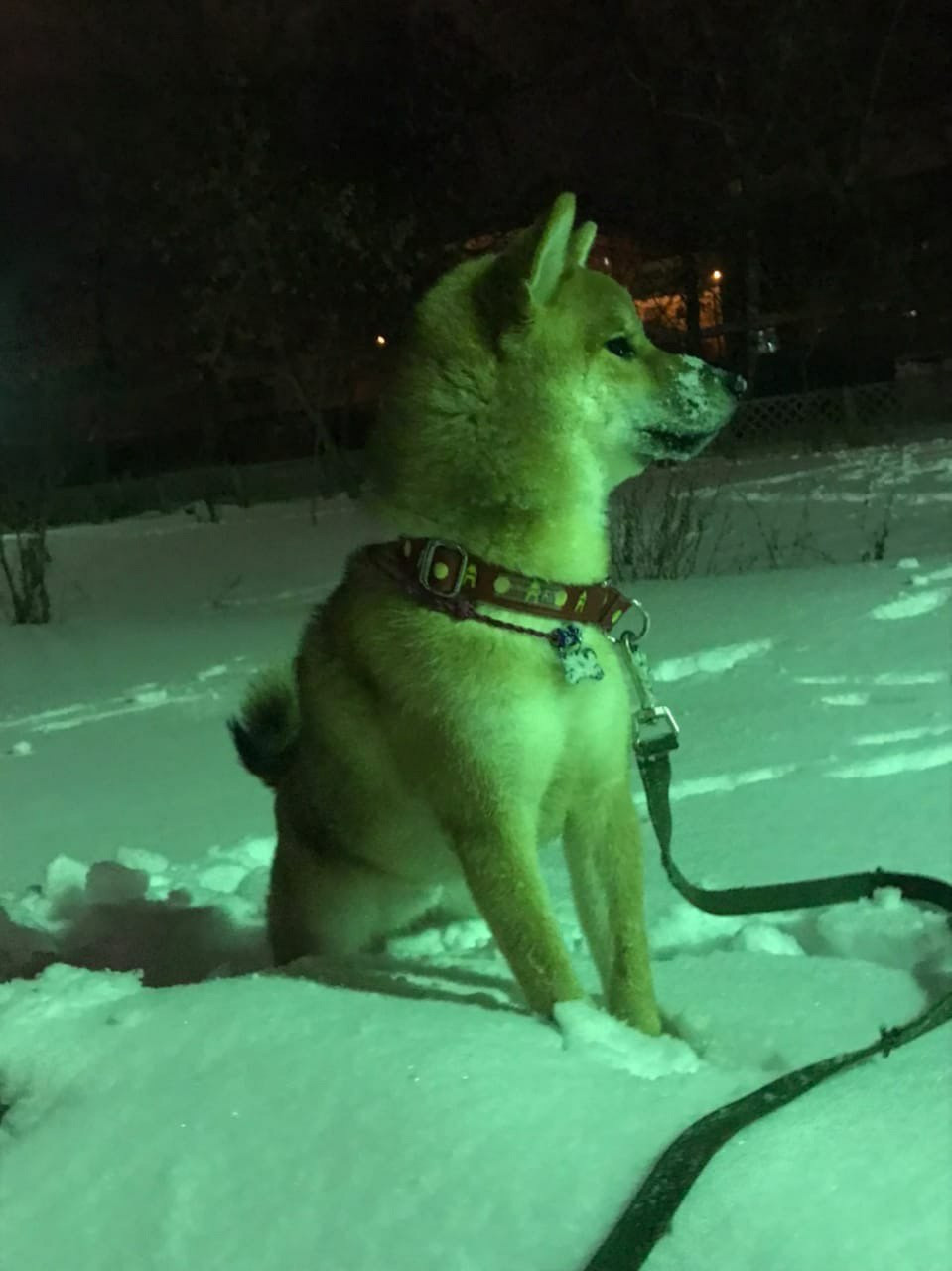 RUBYLIGHT DIN WINCHESTER. AMERICAN AKITA RUBYLIGHT KENNEL I SHIBA-INU