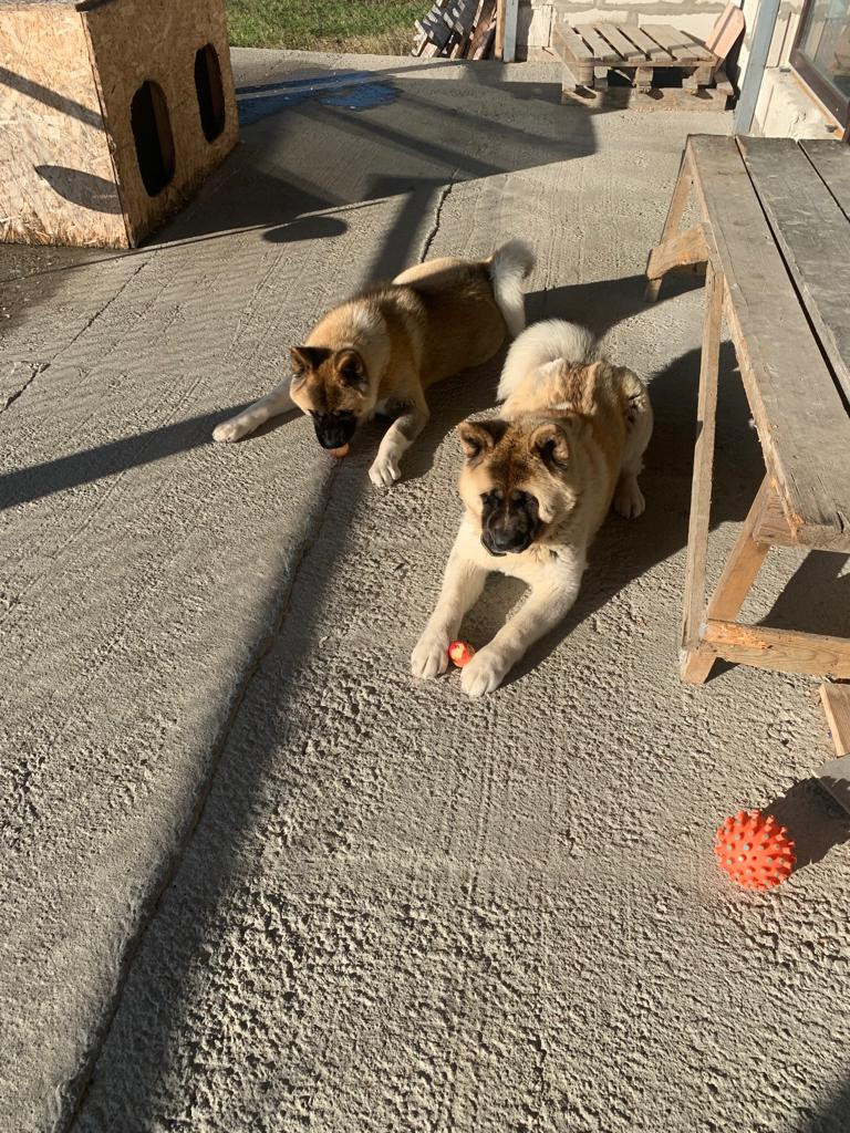 RUBYLIGHT GRACE  & RUBYLIGHT GLORIA. AMERICAN AKITA RUBYLIGHT KENNEL I SHIBA-INU