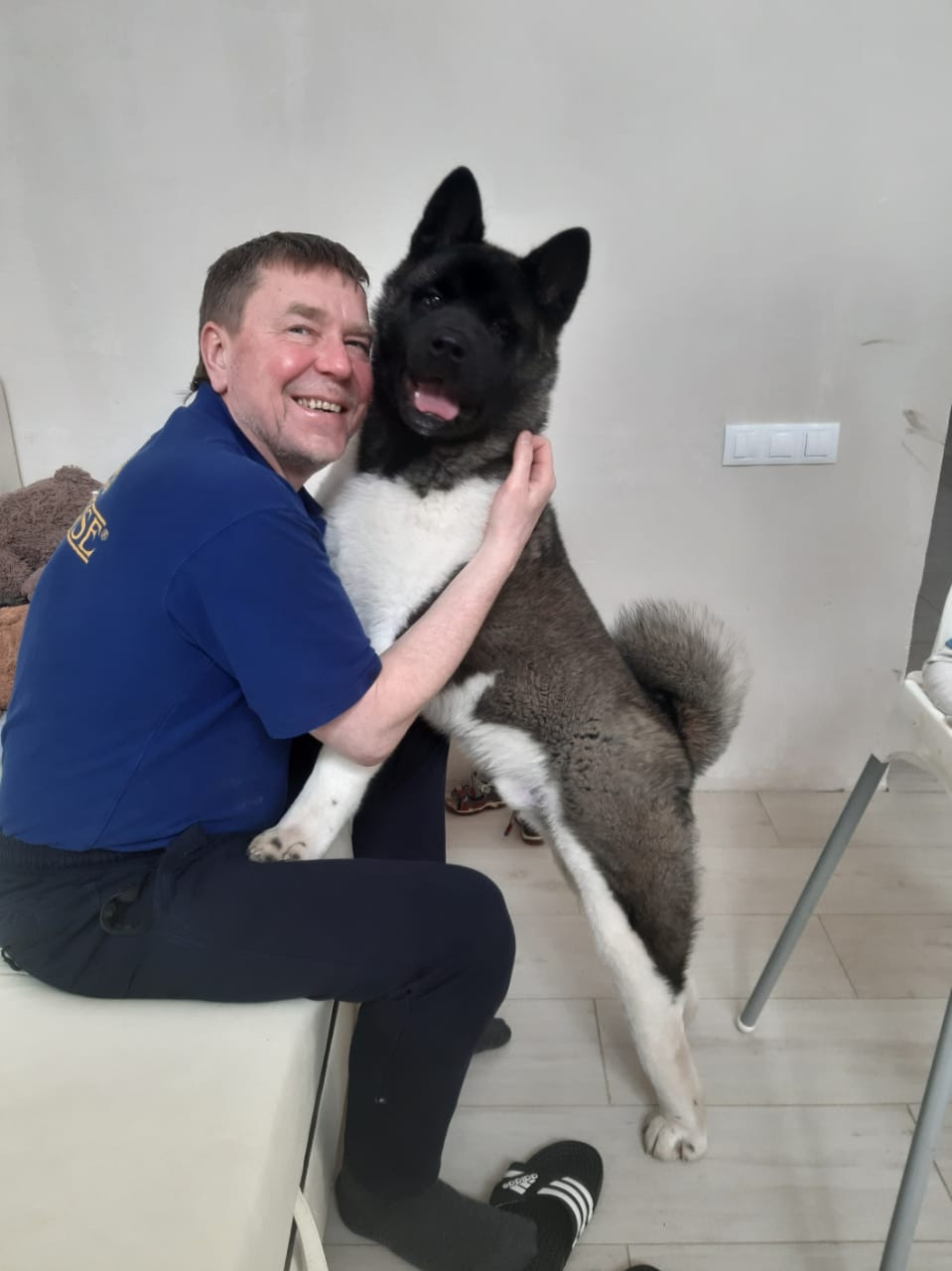 RUBYLIGHT GARRY * Гарри. AMERICAN AKITA RUBYLIGHT KENNEL I SHIBA-INU